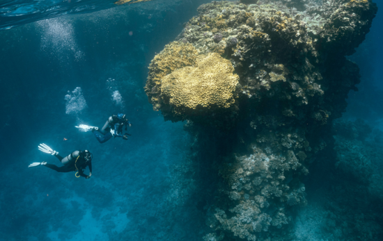 two divers explore a coral reef