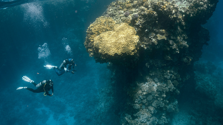 two divers explore a coral reef