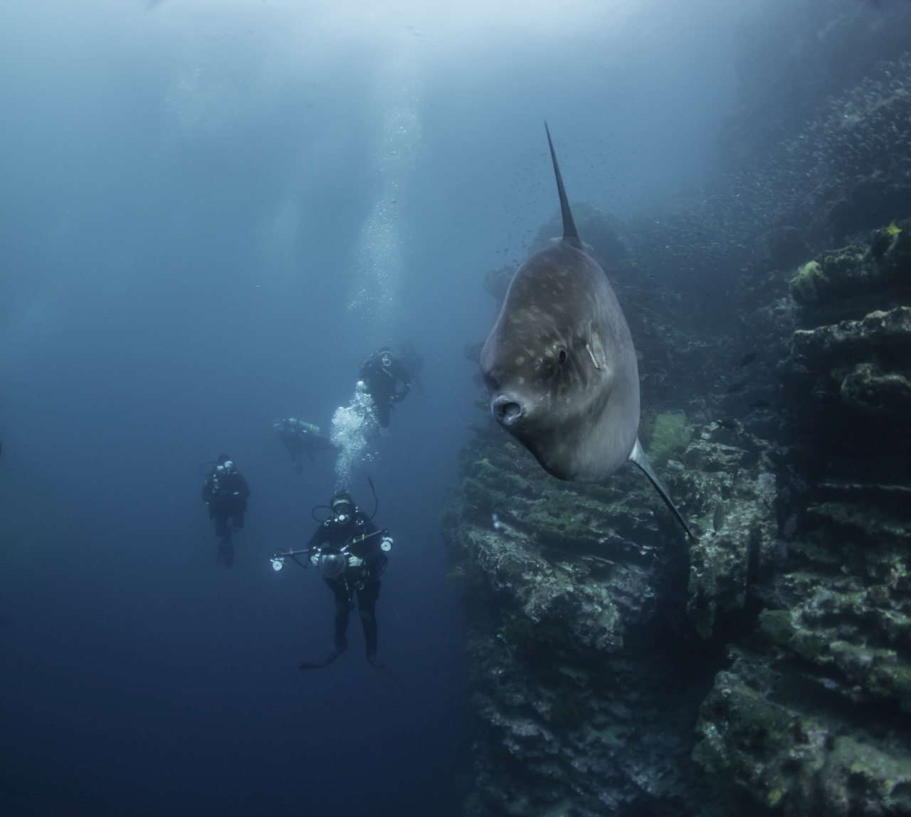 diving with mola mola in the galapagos as an advanced open water diver