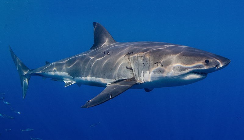 Great White Sharks