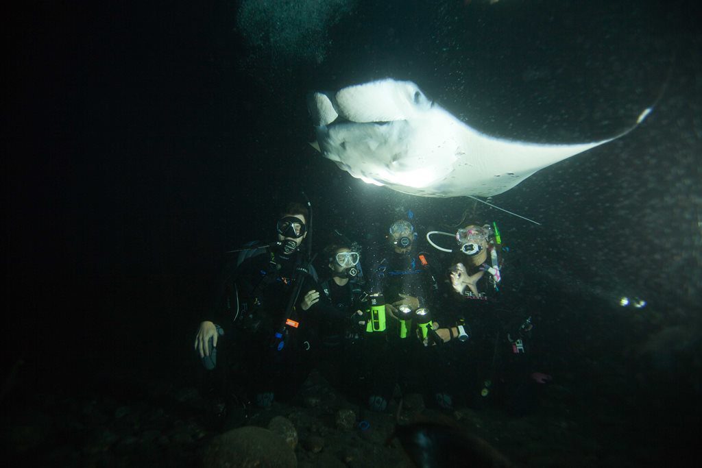 Manta rays during Kona night dive