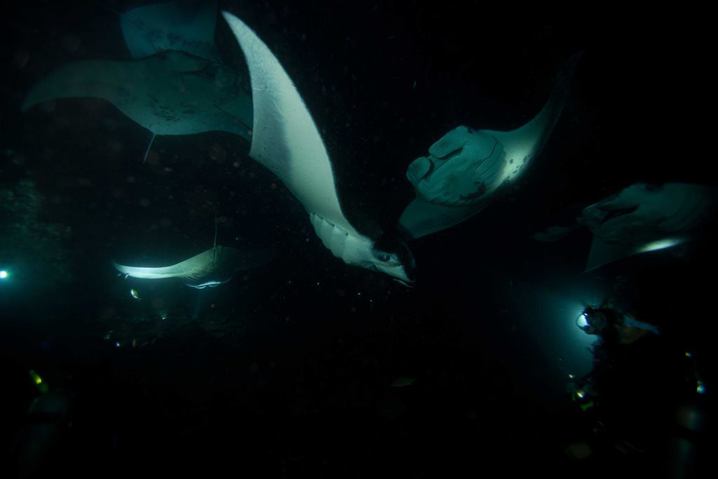 Group of manta rays