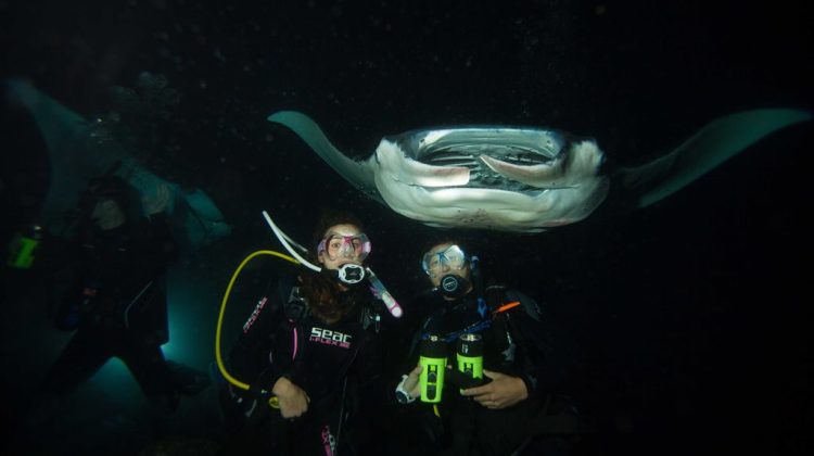 Manta Ray Dive in Hawaii