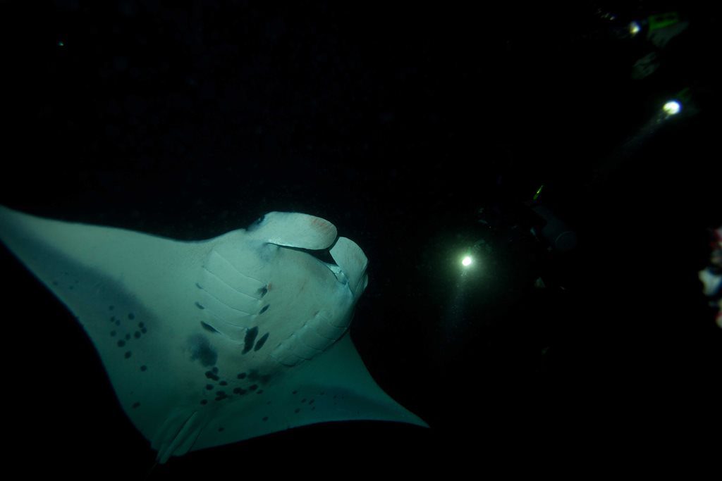 Magestic manta rays