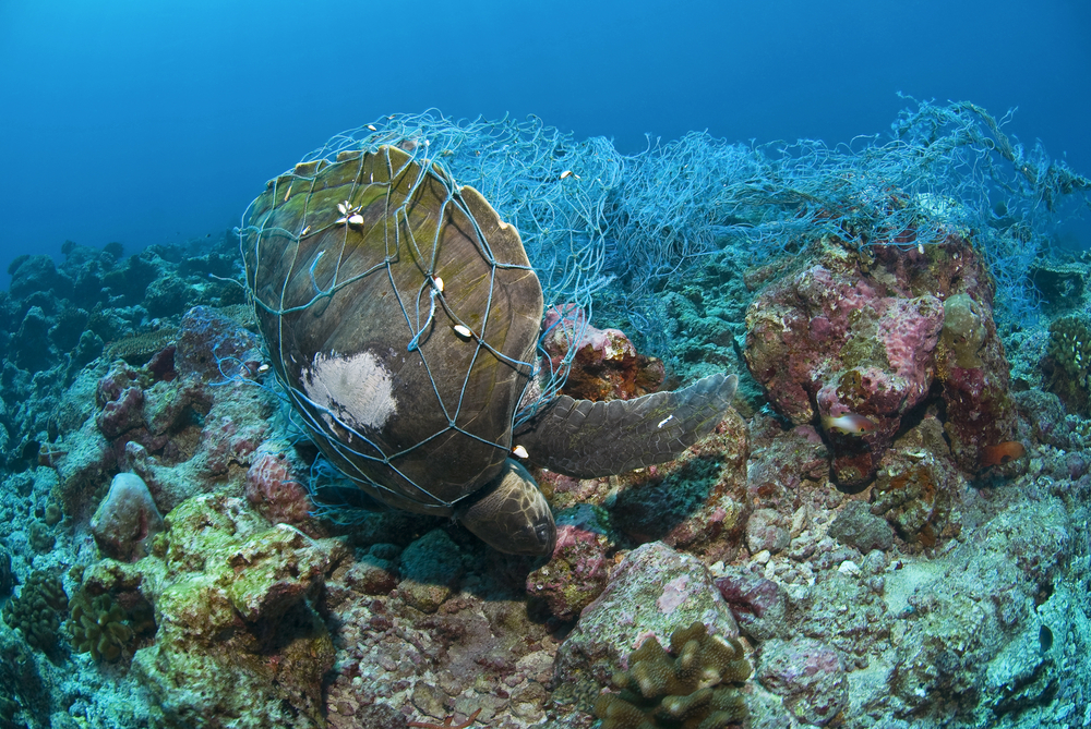 Turtle-fishing-net