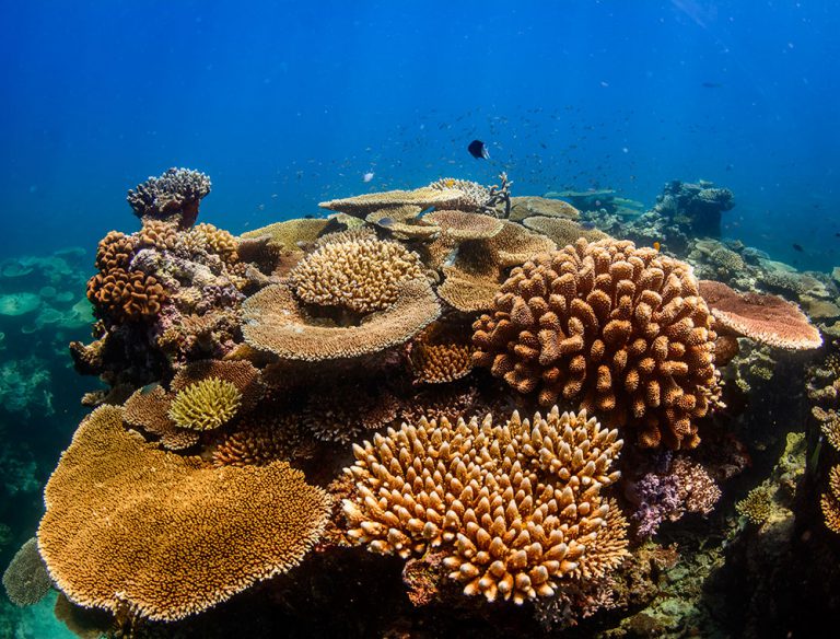 15 Great Barrier Reef Photos to Make You Want to Visit