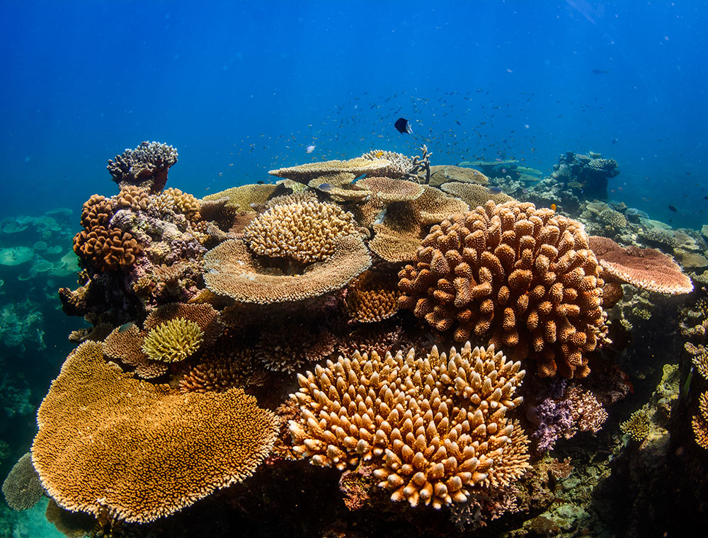 Achim Wetz Photography - Great Barrier Reef