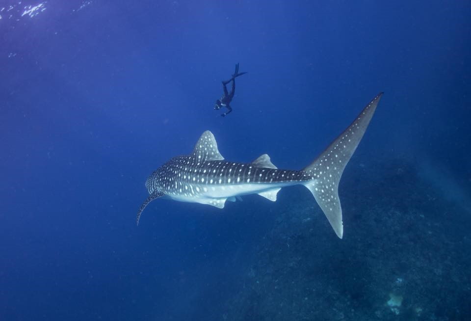 Adam Stern - PADI AmbassaDiver