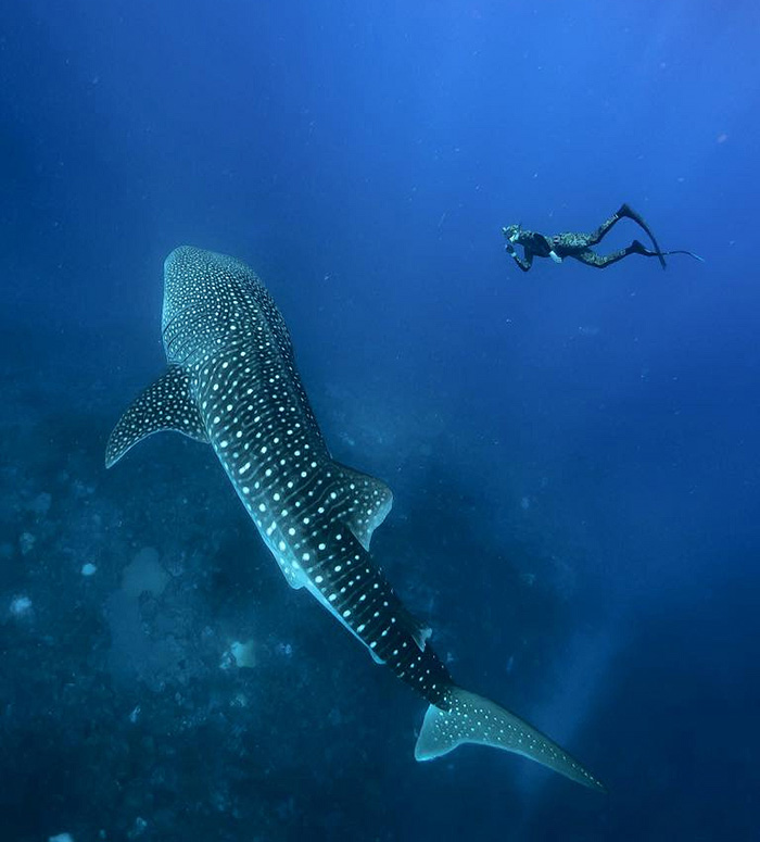 Adam Stern PADI Freediver - Great Barrier Reef