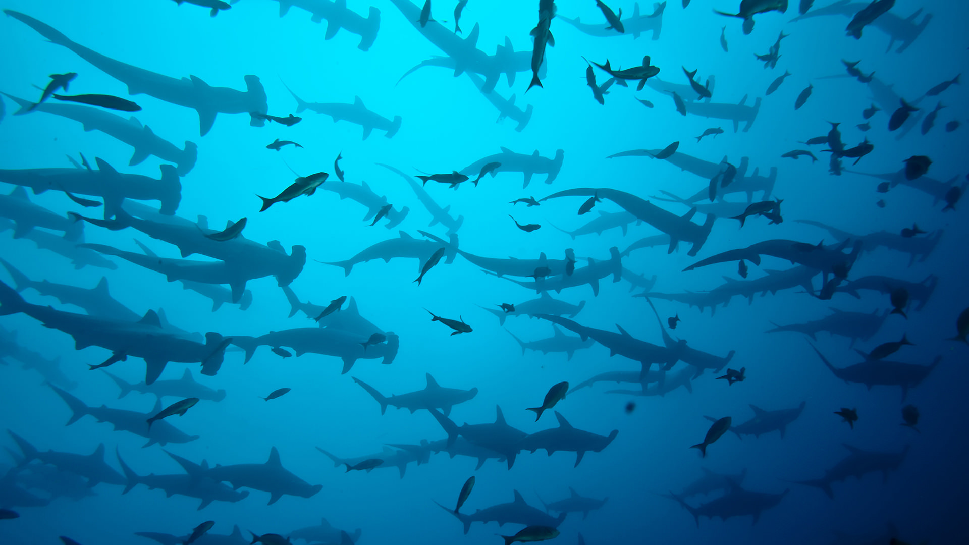 Hundreds of hammerhead sharks silhouetted below the ocean surface at Cocos Island, one of the world's top scuba destinations