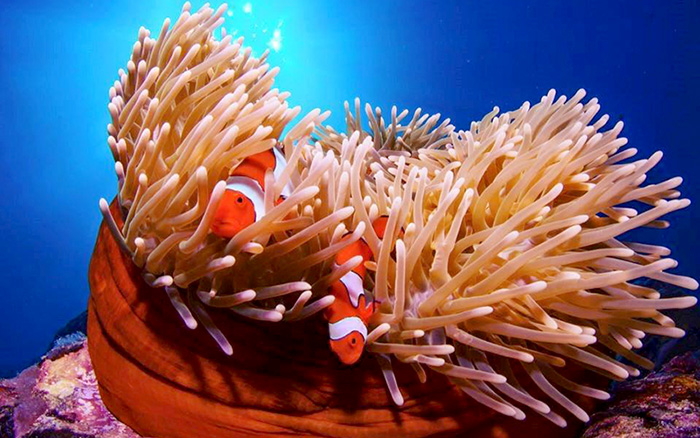 Deep Sea Divers Den - Great Barrier Reef