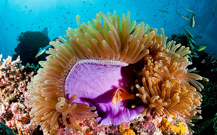 Deep Sea Divers Den - Great Barrier Reef