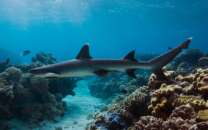 Deep Sea Divers Den - Great Barrier Reef