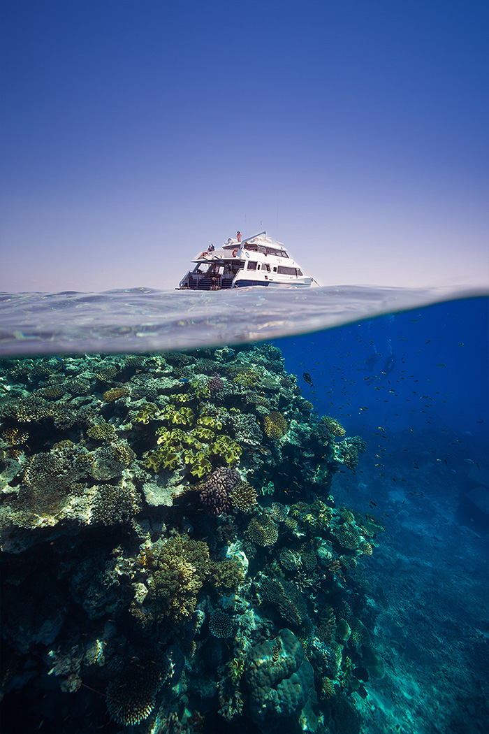 Blue Dive Port Douglas - Best Guided Diving On The Great Barrier Reef