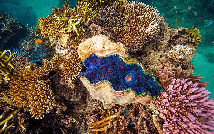 Down Under Dive - Great Barrier Reef