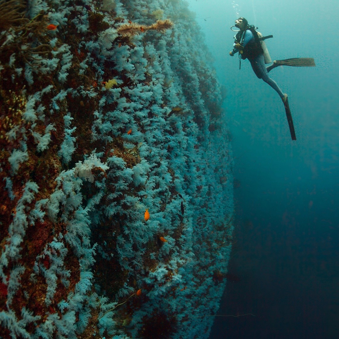 diving the white wall in Fiji, one of the best liveaboard destinations for advanced divers