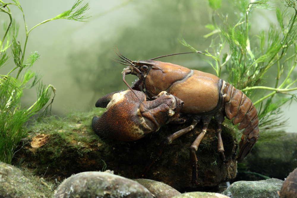 The invasive American Signal Crayfish is threatening native species