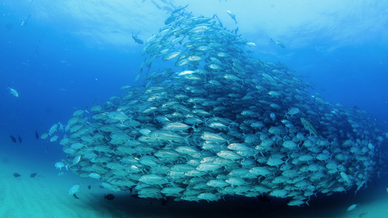 giant school of fish in palau