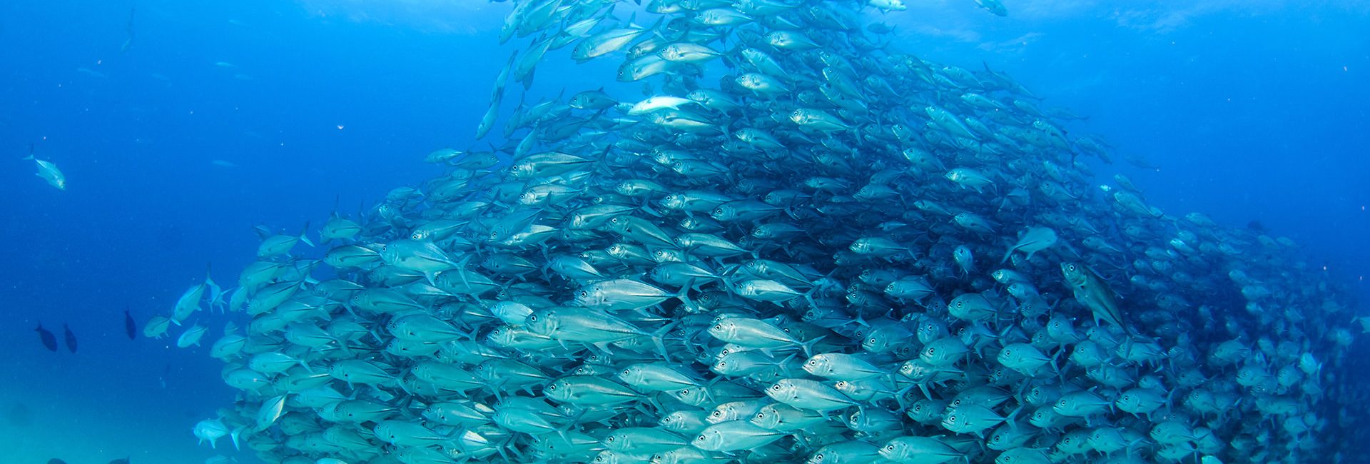 The 7 Best Dive Sites in Palau for Drift Diving, Wrecks & Marine Life