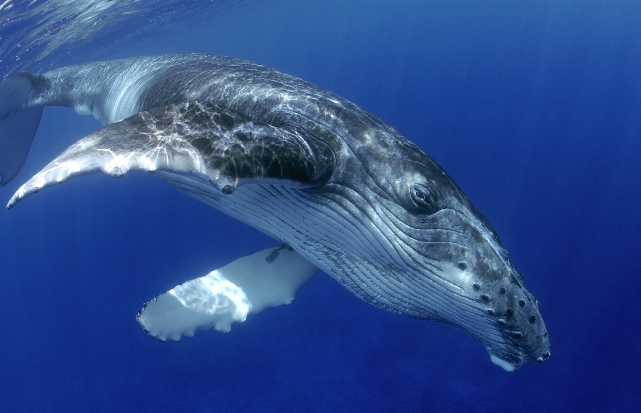 a whale in socorro, one of the best destinations for advanced divers