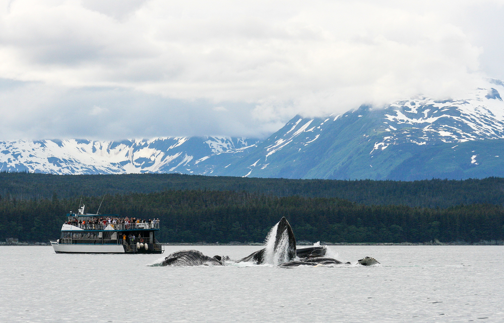 Sea Life Impacted by Pollution 