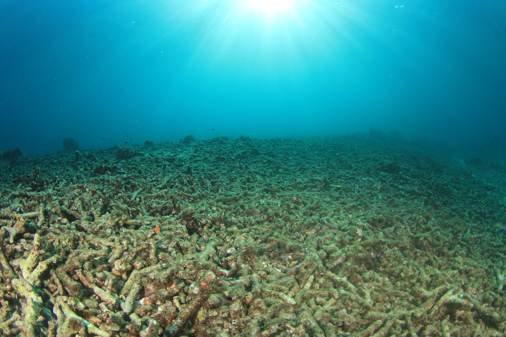 Sea Life Impacted by Pollution 