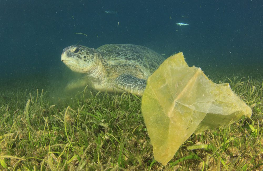 6 Sea Creatures Impacted by Marine Debris