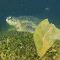 Sea Life Impacted by Pollution