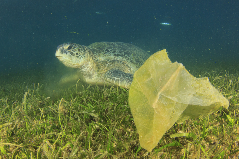 Sea Turtle Impacted by Marine Debris