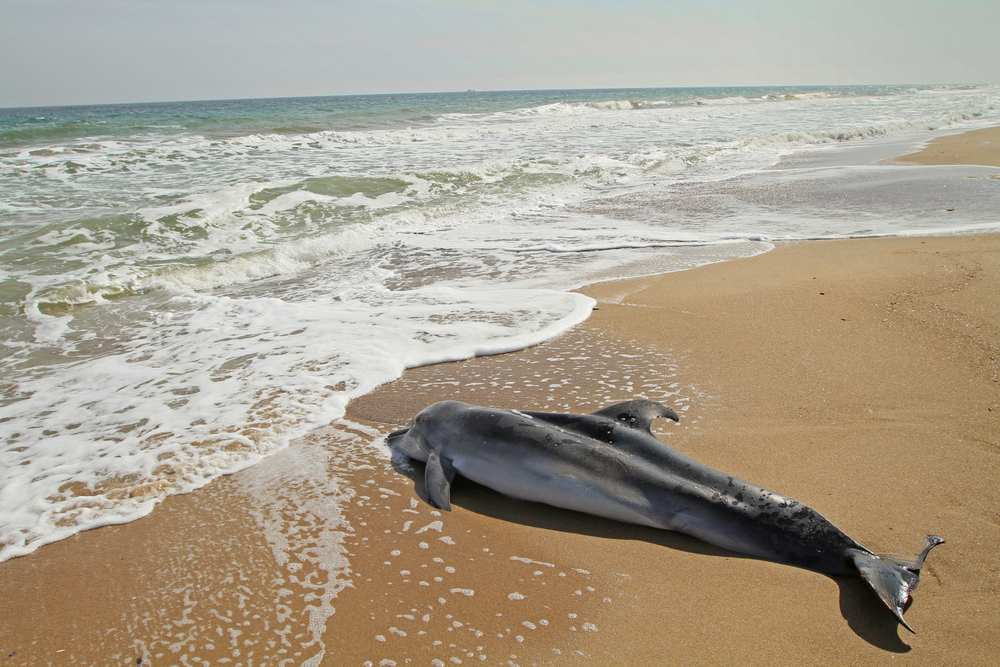 Dolphin Impacted by Marine Debris