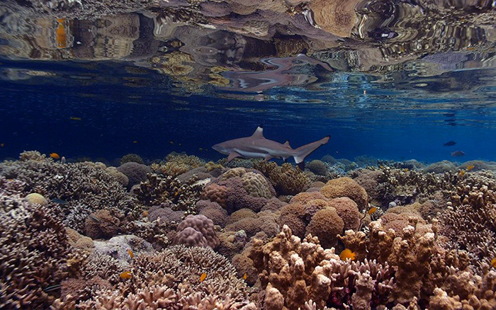 Tim Irvin - Great Barrier Reef