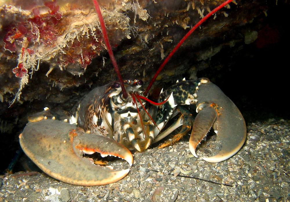 uk-lobster
