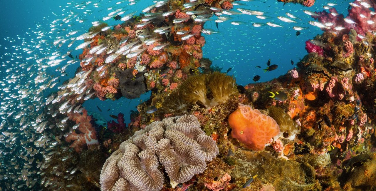 15 Great Australian Wreck Dives