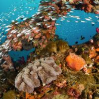 best wreck dive sites in the world yongala australia