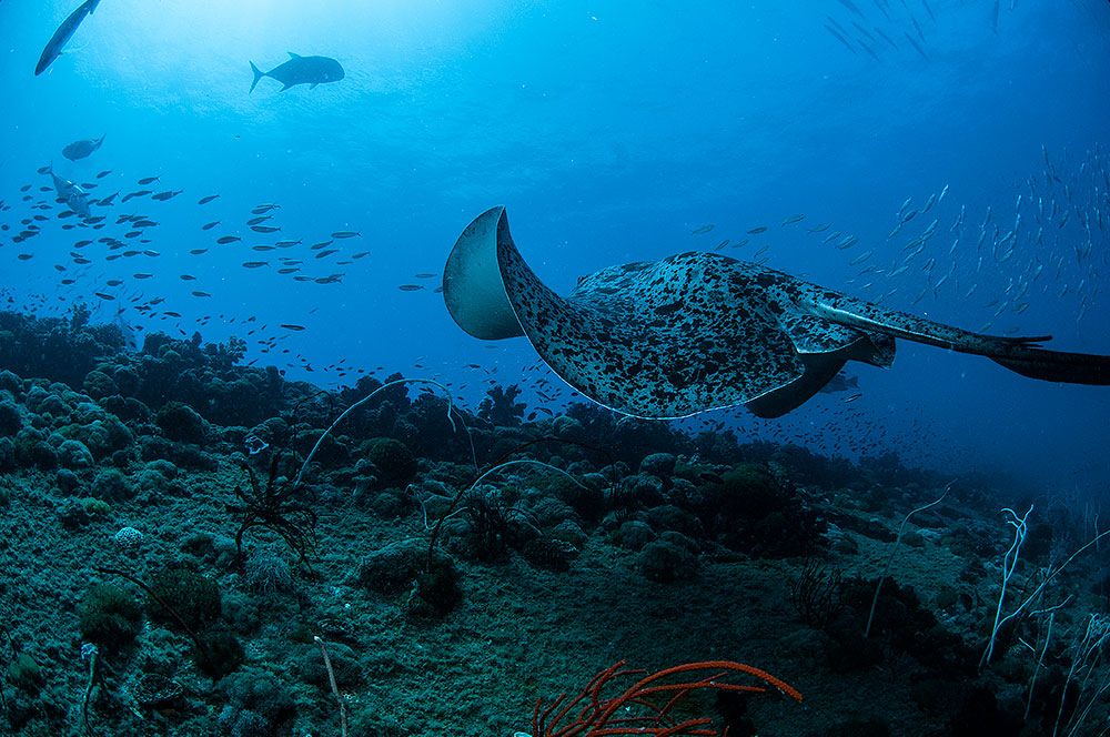 Yongala Dive - Great Barrier Reef