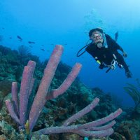 A diver in the waters of Bonaire, a great location for diving in October