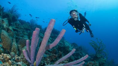 A diver in the waters of Bonaire, a great location for diving in October