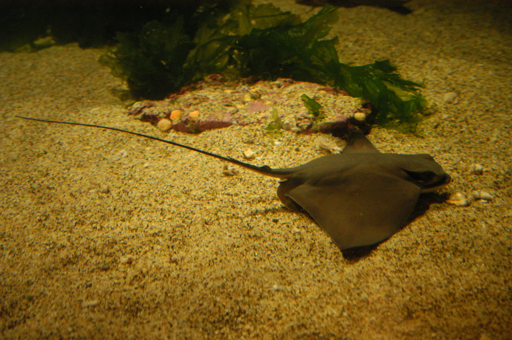 Bat Ray Batfish