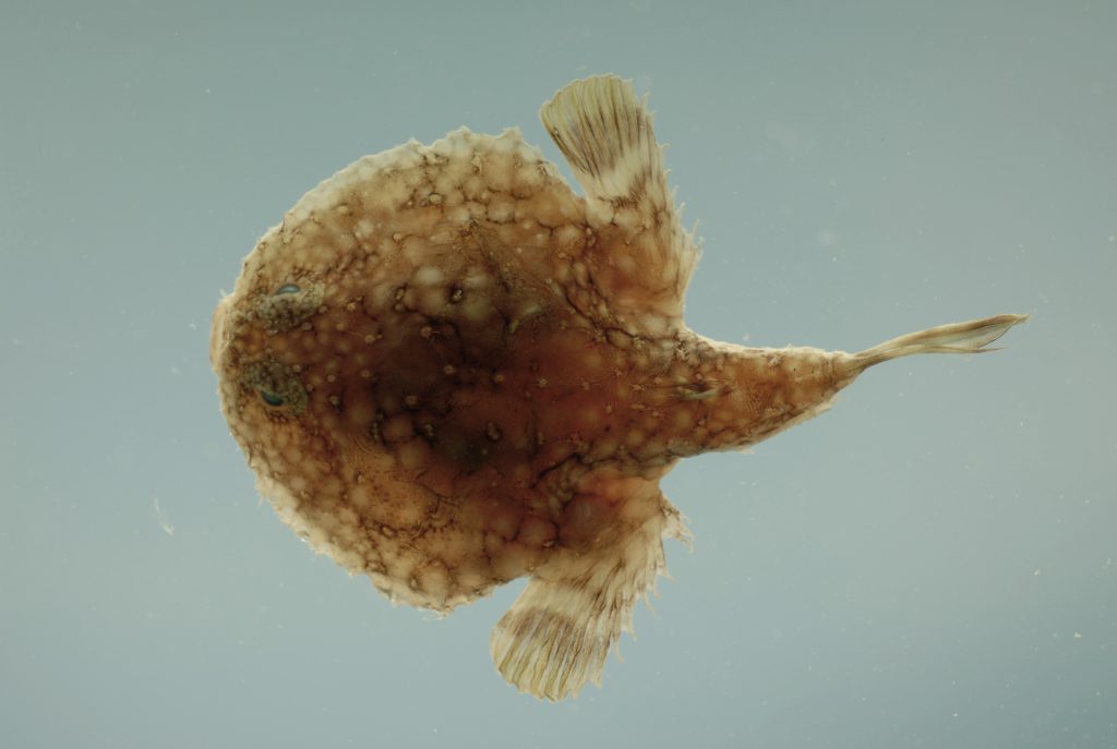 Batty about Batfish