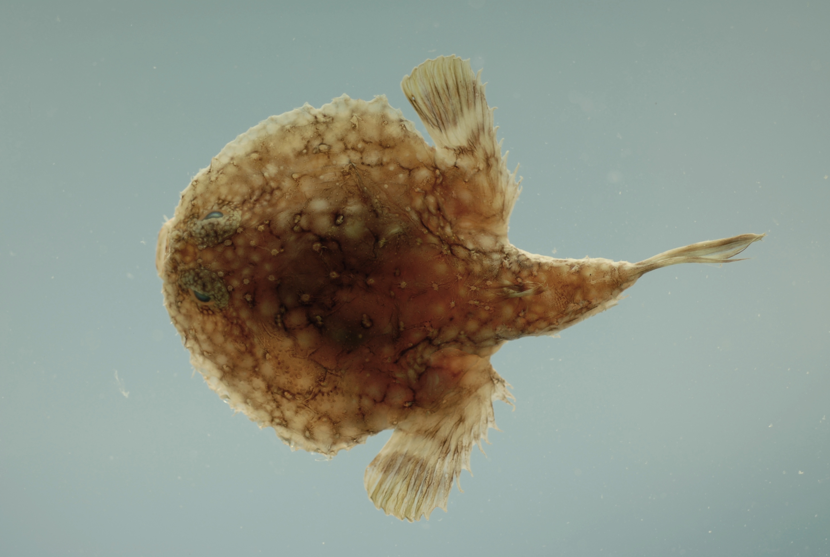 Louisiana Pancake Batfish