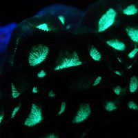 Night Diving: Glow Diving