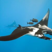 manta ray diving best dive sites