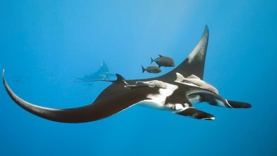 manta ray diving best dive sites