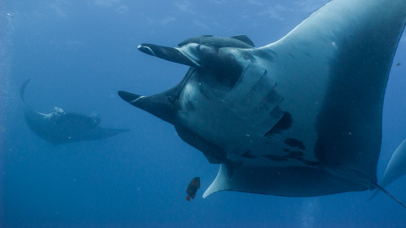 manta rays