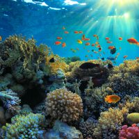 sunbeams shine down on a colorful coral reef