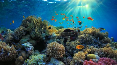 sunbeams shine down on a colorful coral reef