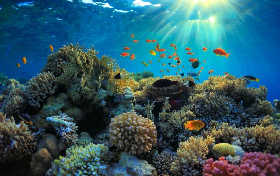 sunbeams shine down on a colorful coral reef