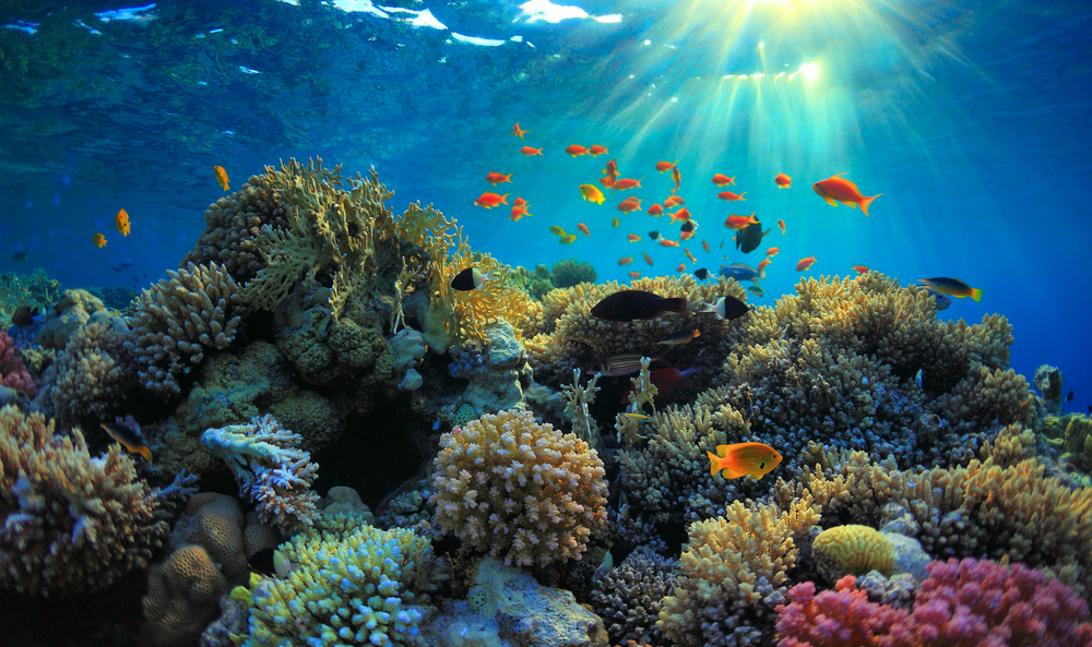 sunbeams shine down on a colorful coral reef