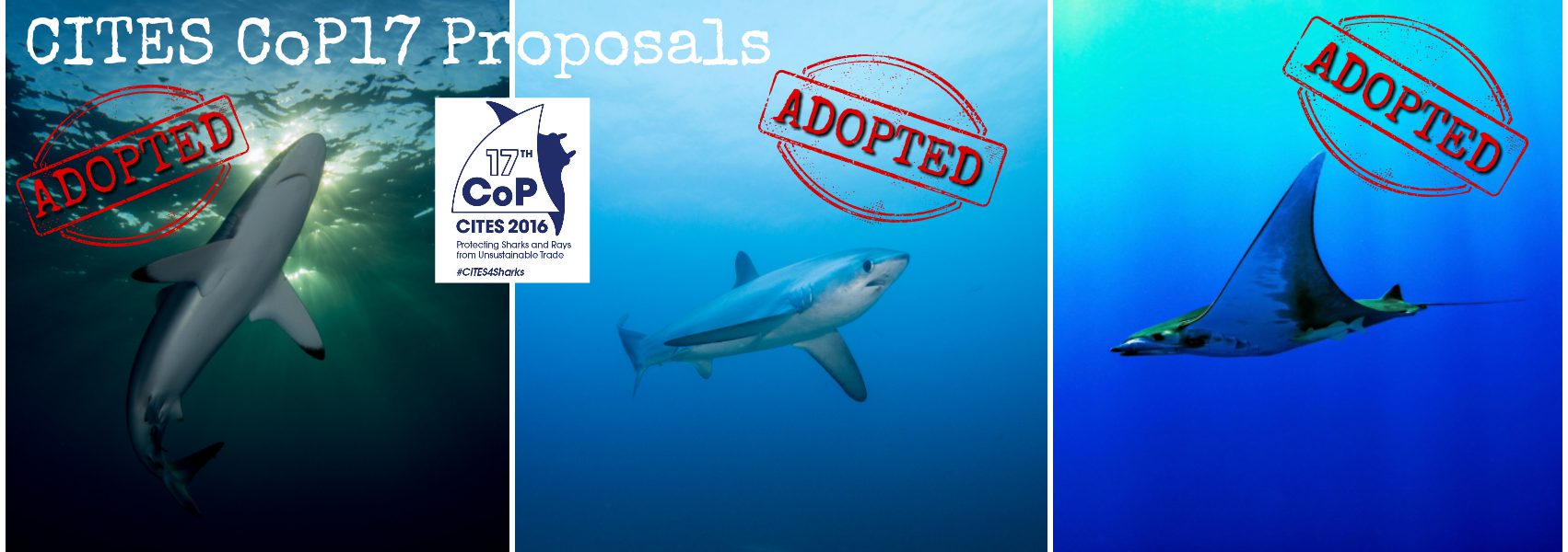 Success for Sharks and Rays at CITES CoP17