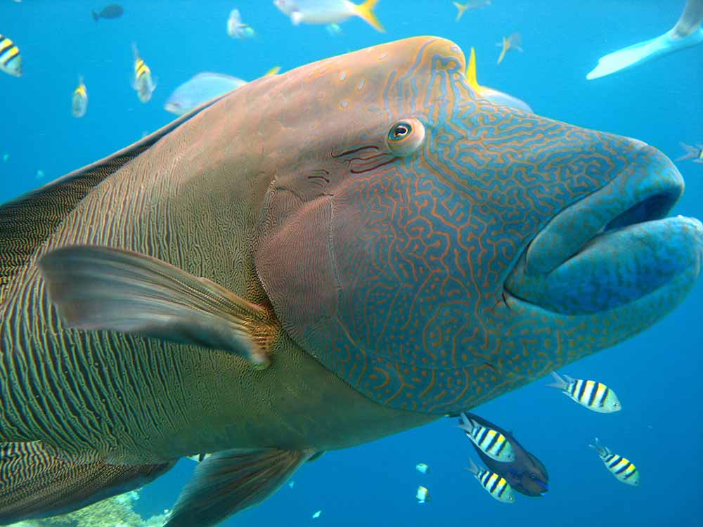 Wally the Wrasse - Great Barrier Reef